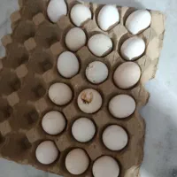 تخم نطفه دار گلین