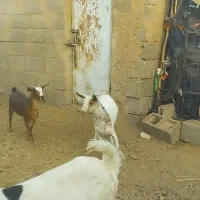 صلاله وارداتی