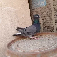 دمگیر دوبحر سرخ زرهی شیرین پر دولا بدرنگ گلین|پرنده|اصفهان, دارک|دیوار