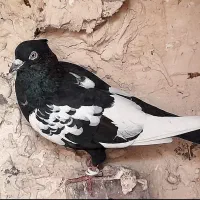 سینه سیاه ماده