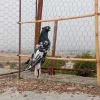 کبوتر کله سیاه