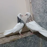 فروش فوری 10عدد کبوتر جوجه طوقی همه هفت رنگ