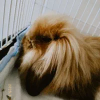 خرگوش لوپ + قفس|موش و خرگوش|دورود, |دیوار