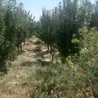 ۳۰۰متر زمین درختا ۵ساله
