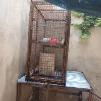 قفس گنجه|لوازم جانبی حیوانات|شیراز, گلشن|دیوار