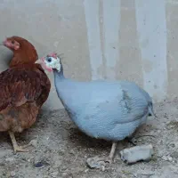 مرغ شاخدار|حیوانات مزرعه|شیراز, شهرک بهار|دیوار