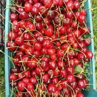گیلاس|خوردنی و آشامیدنی|مشهد, امین آباد|دیوار