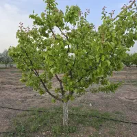 فروش-باغ-در-جلفا
