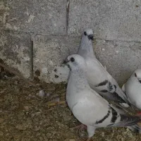 جوجه شامی سفید