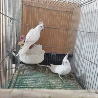 آلبینو وایت فیس مولد