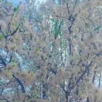 باغ جاده اصلی سپیدار