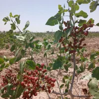 باغچه-پسته-1530متری-نوده
