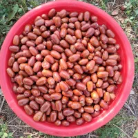 انواع سنجد تازه امسال