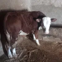 گاو گوساله سیمیتال