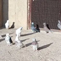 کبوتر