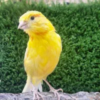 قناری سهره|پرنده|ساوه, |دیوار