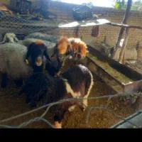 ۳تا میش بختیاری|حیوانات مزرعه|بابا حیدر, |دیوار