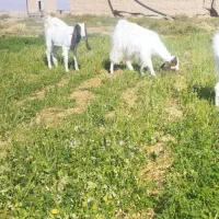 بز و بزغاله پاکستانی|حیوانات مزرعه|امیرآباد, |دیوار