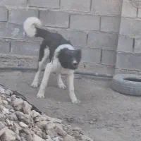 توله قدرجونی اصیل درجه یک|سگ|جرقویه, |دیوار