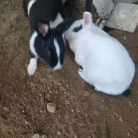 سه عدد خرگوش|موش و خرگوش|شوشتر, |دیوار