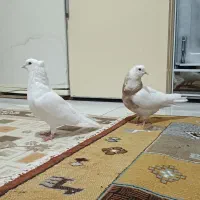 نرو ماده