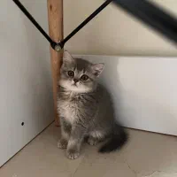 گربه بریتیش ماده،سه ماهه