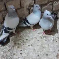 حیوون