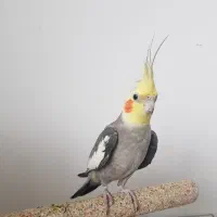 عروس هلندی نر و ماده|پرنده|کیاشهر, |دیوار