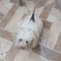 سگ تمیز درجه یک