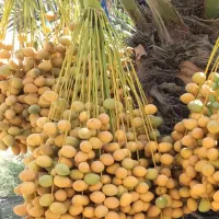 خارک برحی ورطب