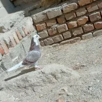 کبوتر پرشی|پرنده|ایرانشهر, |دیوار