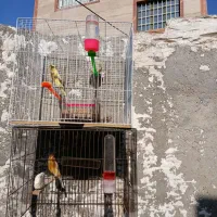 تعدادی قناری بخوان