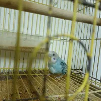 معاوضه یا فروش