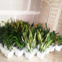 خدمات باغبانی تمام نقاط تهران گل کاری هرس خاکگلدان|خدمات باغبانی و درختکاری|تهران, نیروی هوایی (پیروزی)|دیوار