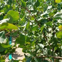 نهال پسته ایساتیس|خدمات باغبانی و درختکاری|مهریز, |دیوار