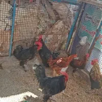 مرغ و خروش|حیوانات مزرعه|ساوه, |دیوار