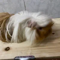 خوکچه‌هندی‌مو‌بلند|موش و خرگوش|آفتاب, |دیوار