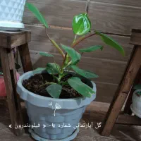 6 نوع گل آپارتمانی|گل و گیاه طبیعی|شیراز, گل سرخ|دیوار