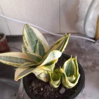 سانسوریا ابلاغ پا کوتاه هر گلدان ۱۵۰ هزار تومان