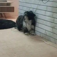 گمشده. درحیات باز بوده.زده بیرون