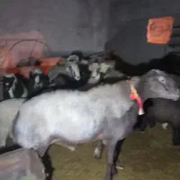 گوسفند بره بزغاله  کوساله میش