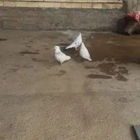 کبوتر
