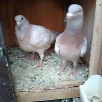 کفتر ریحان|پرنده|باقرشهر, |دیوار