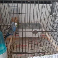 مرغ عشق نر وماده سبز وآبی زیبا