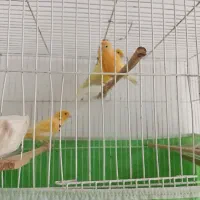 قناری نر وماده|پرنده|تنکابن, |دیوار