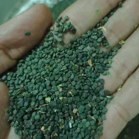 بذرگیاه باستانی تاتوره|حراج|آشخانه, |دیوار