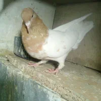 ماده رنگه|پرنده|قائن, |دیوار