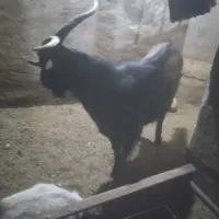 نربز آلپاین وسانن فروشی و معاوضه|حیوانات مزرعه|سلیمان, |دیوار