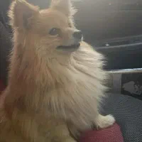 سگ پامریان روباهی نر