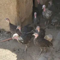 فروش بقلمون